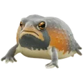 Mozambique Frog
