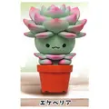 Echeveria