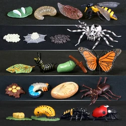 Tablero educativo del ciclo de vida de animales y plantas Montessori