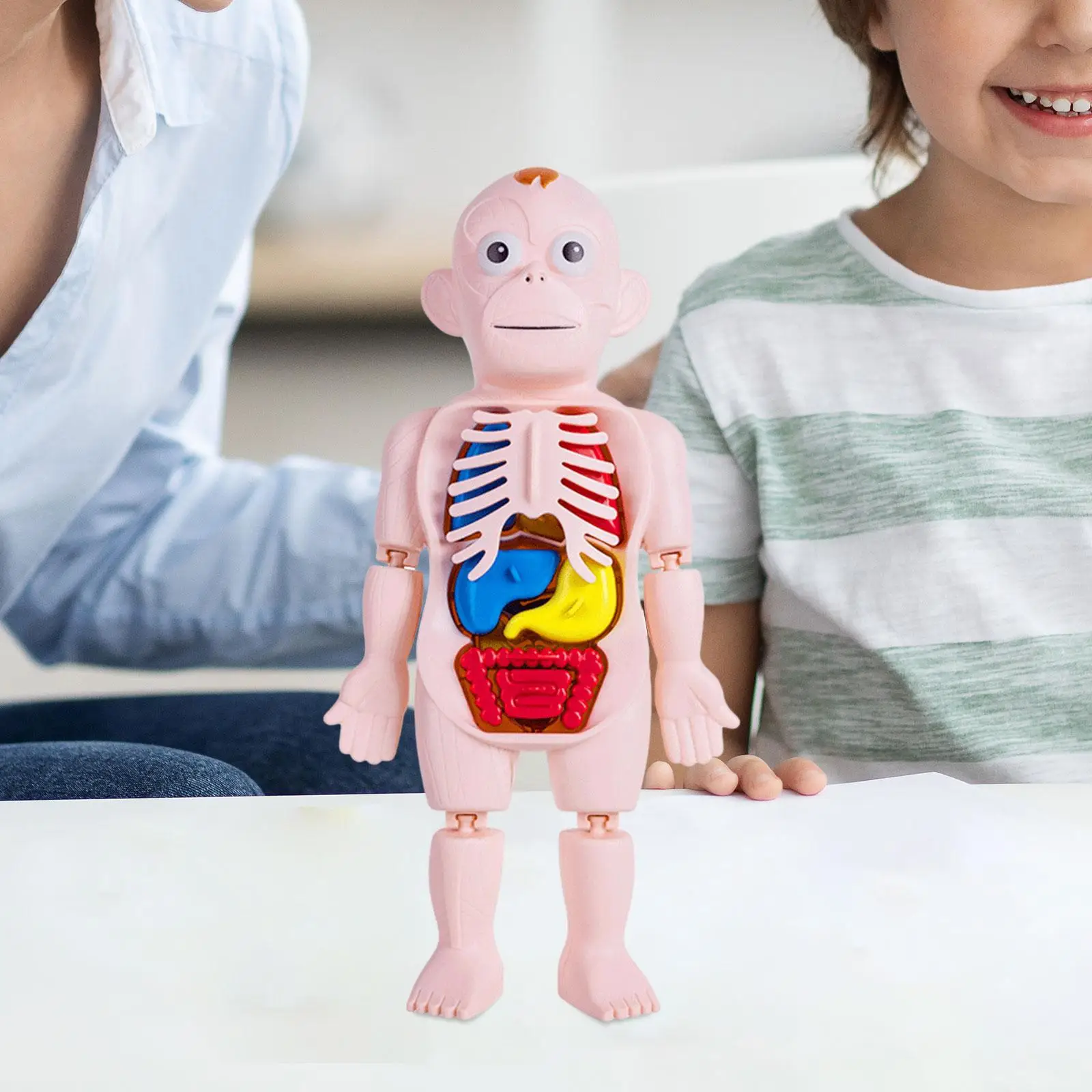 Human Body Model for Kids Removable Organs DIY Toy Teaching Model for Preschool Home Science Learning Children Demonstration