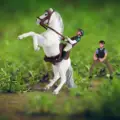 Style F