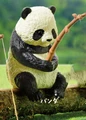 panda fishing
