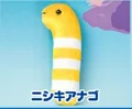 Splendid garden eel