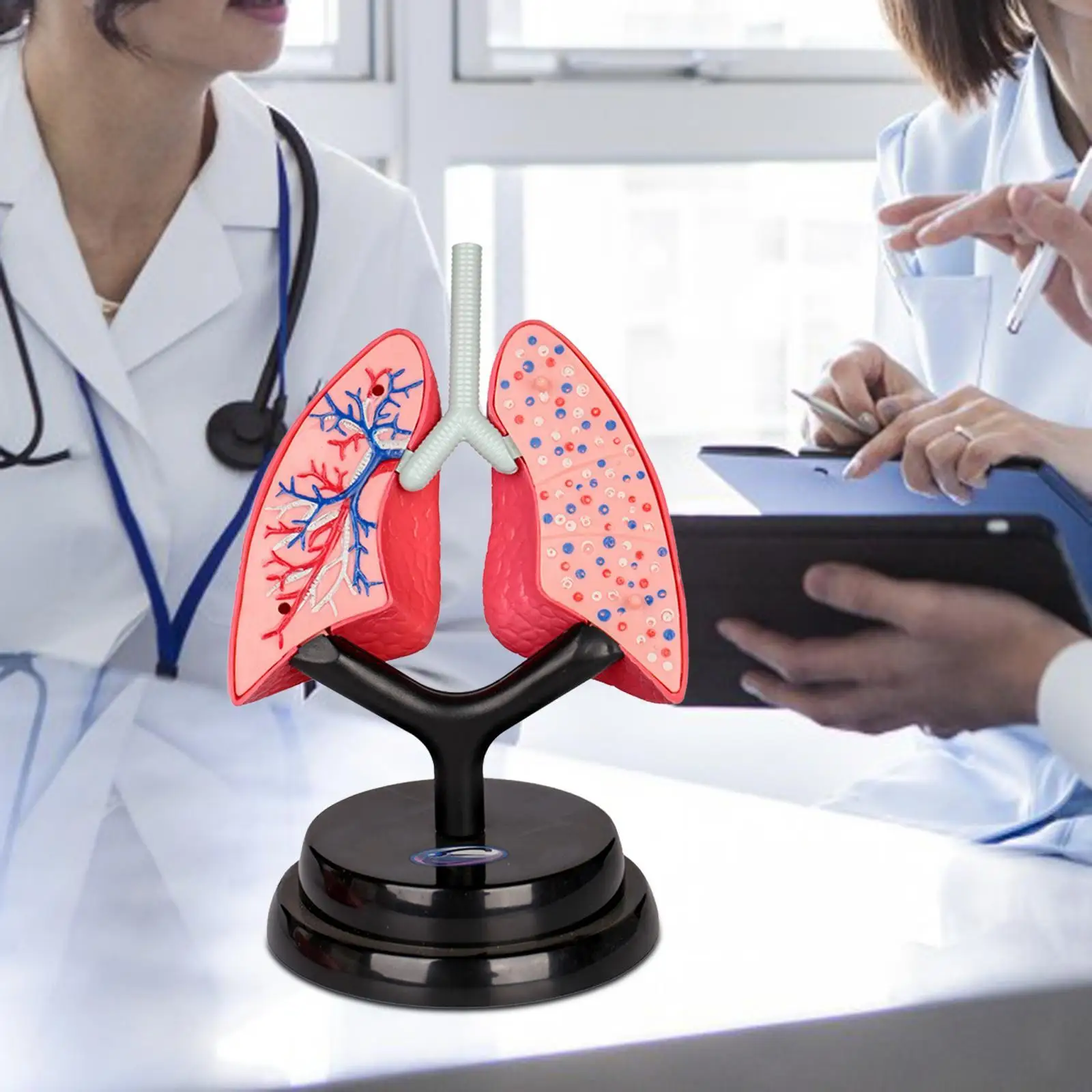 Respiratory System Model Teaching Aid Educational Organ Model for Preschool Demonstration Fine Motor Skills Children Home