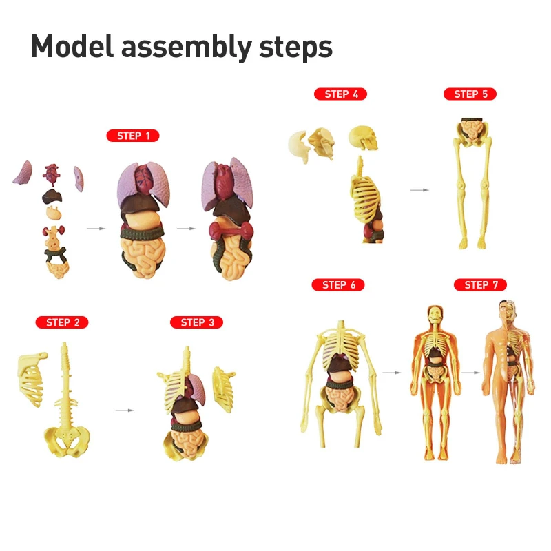 Esqueleto humano para niños, modelo de órgano, juguetes, ciencia, educación, ensamblaje cognitivo, estructura de esqueleto, rompecabezas, juguetes de ensamblaje para niños - imagen 5