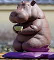 hippo