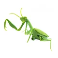 Mantis