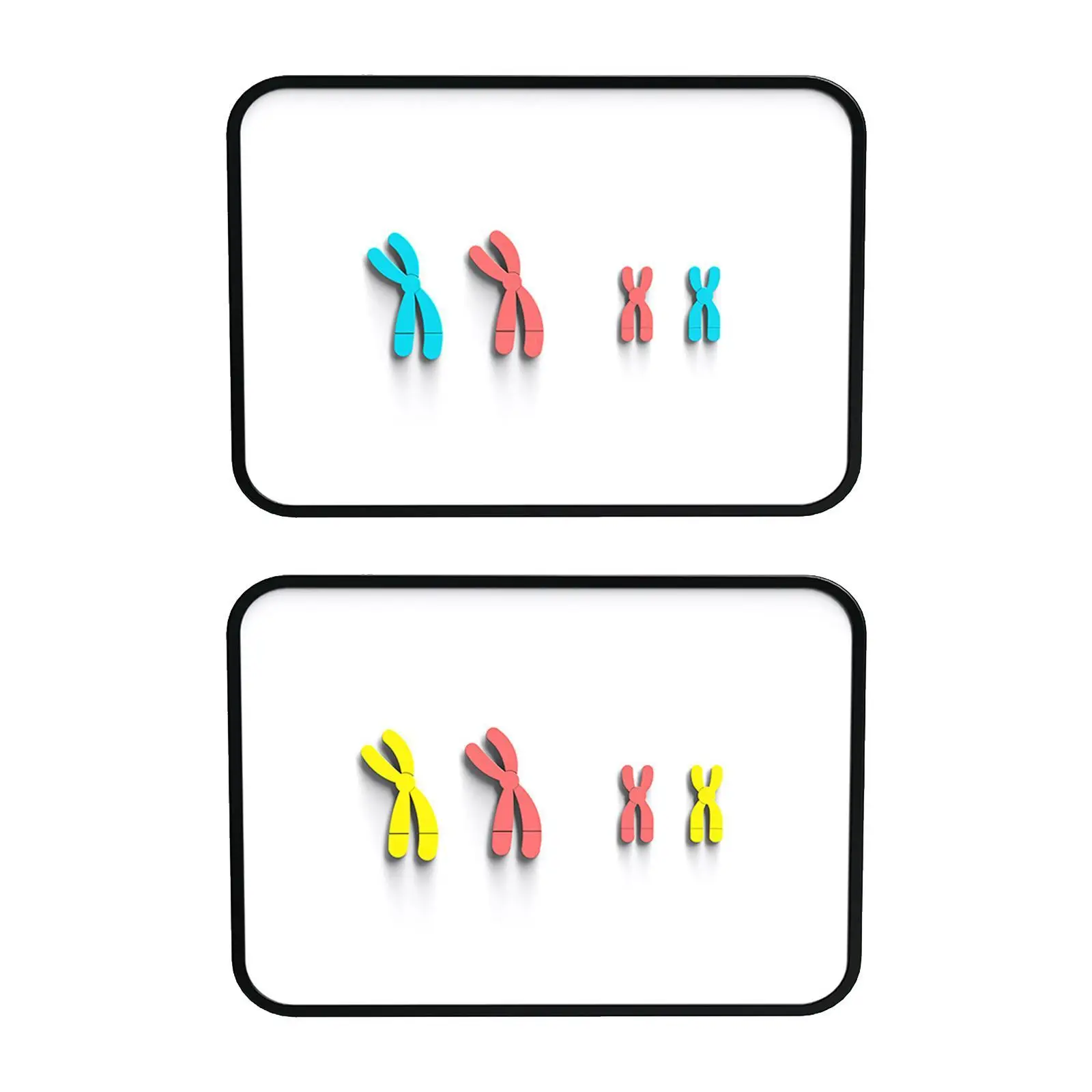 Chromosome Changes Model Teaching Tools Biology Bildungsmeosis Demonstrator