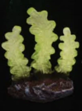 green coral