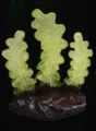 green coral