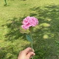 I-Carnation