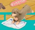 Dachshund