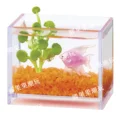 Angelfish