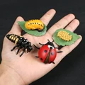 Ladybug