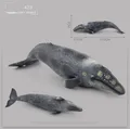 423 gray whale