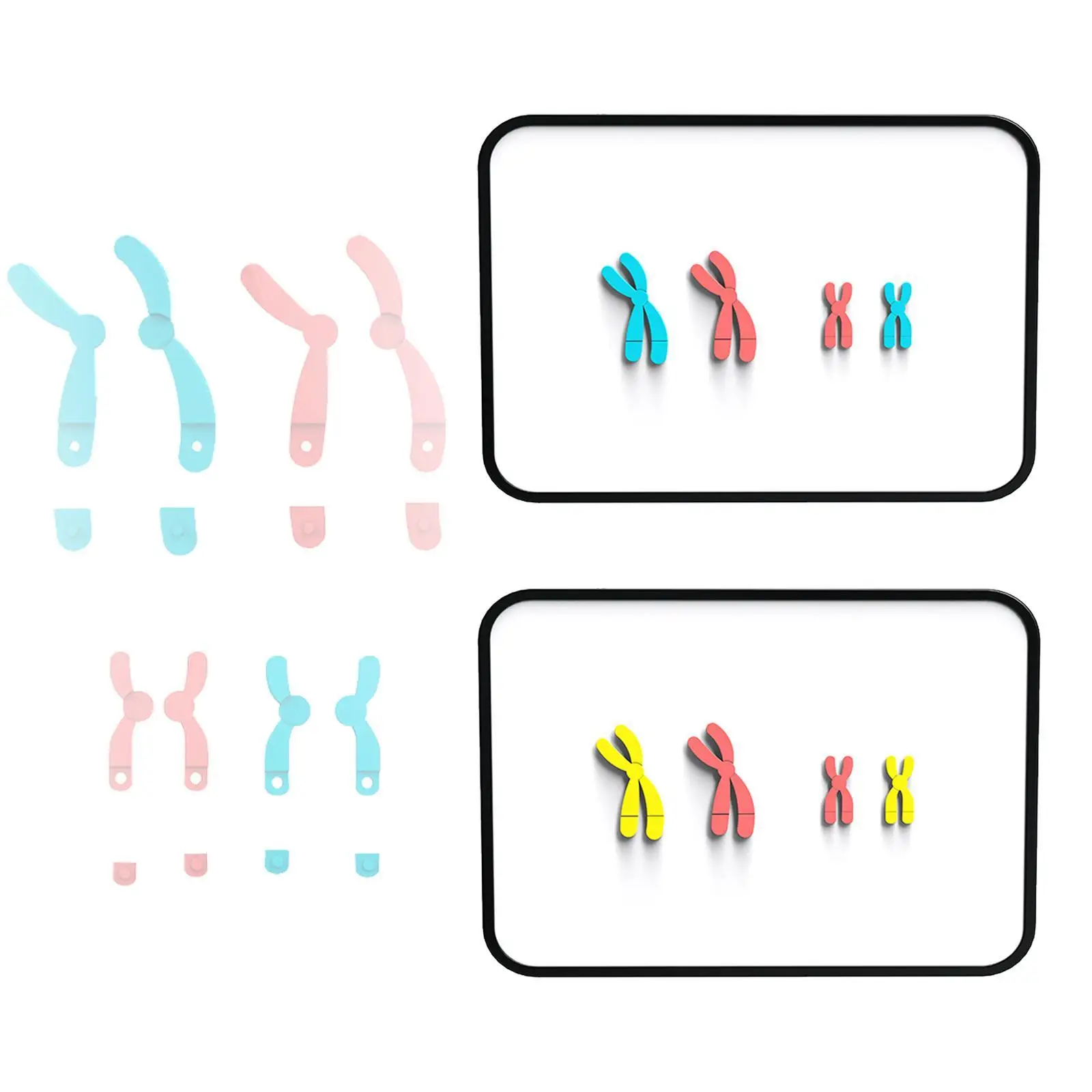 Meiosis Chromosome Changes Model Biological Teaching Aids for Teachers
