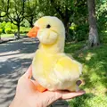 Yellow Duck