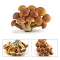Pholiota