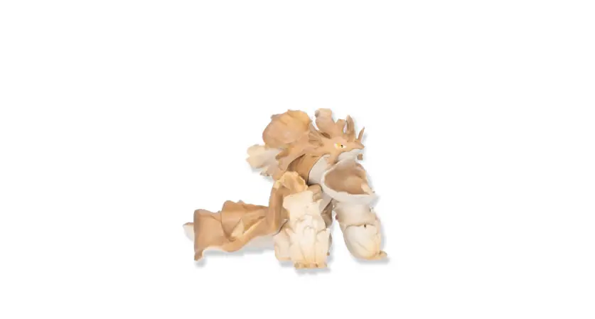 Dragon x Maitake