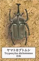 11Rhinoceros beetle