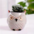 Owl D