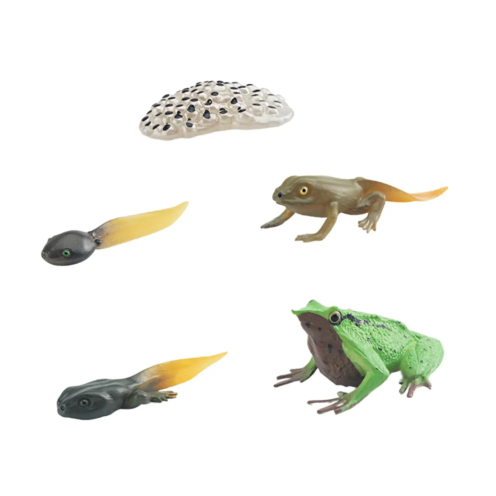 Life Cycle of Frog Toys Science Teaching Tools Animal Figurines Toy Cake Toppers Animal Life Growth Cycle Figure Montessori Toys