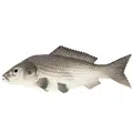 Grey Carp