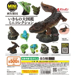 Figuras cápsula de anfibios para niños – Rana de árbol y sapos