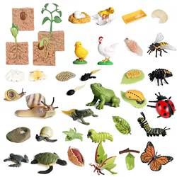Simulación de ciclo de vida, modelo de animales, insecto, planta, ciclo de crecimiento, biología, ciencia, adorno educativo, decoración de escritorio de oficina TMZ