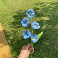 D-orchid