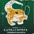 Leopard gecko