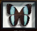 Morpho achilles