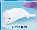 white whale