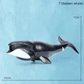 11baleen whale
