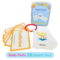 A2 Body parts