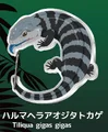 Tiliqua gigas