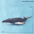 12Humpback whale