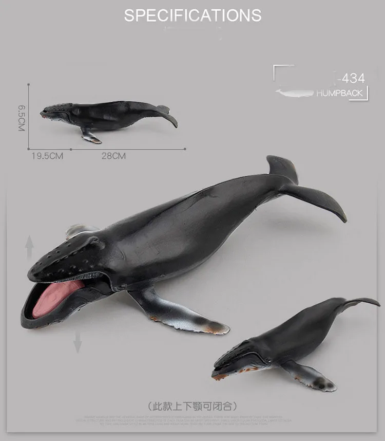 434 Humpback