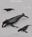 434 Humpback