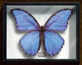 Morpho godarti