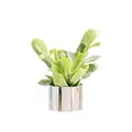 green-silver