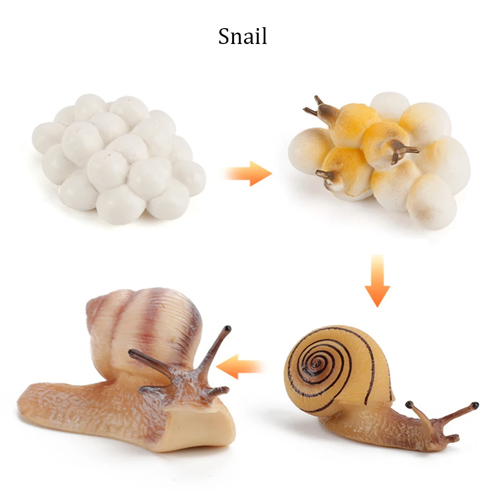 Snail