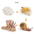Snail