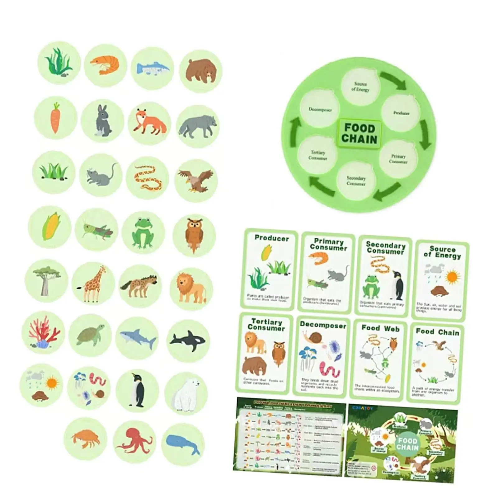 Life Cycle Kit Food Chain for Toddlers Science Kits Animal Learning Food Web for Children Preschool 3 4 5 6 7 8 Classroom