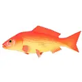 Red Carp