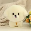 Bichon frise dog