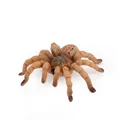 7.5x6x2cm