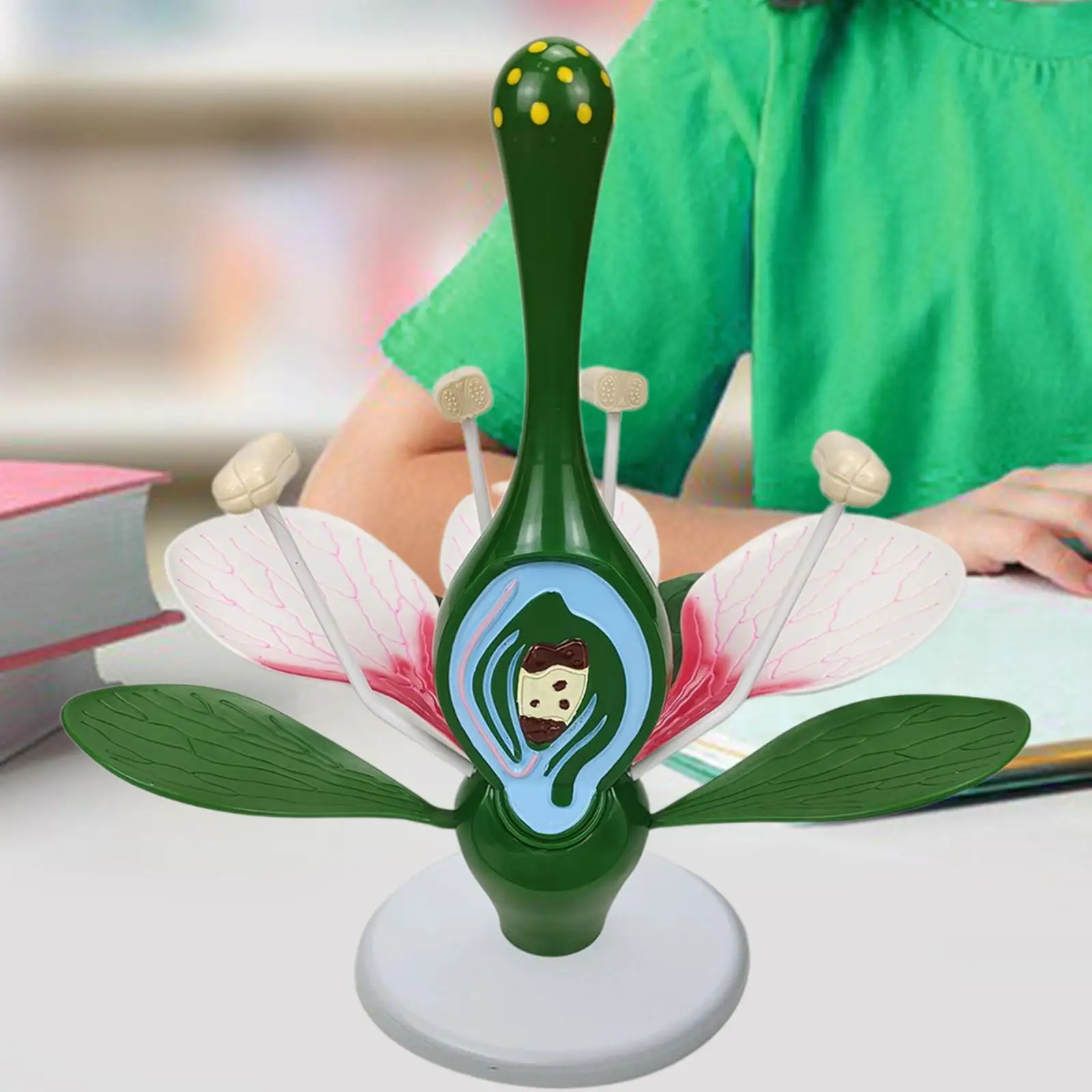 Dicot Flower Model Educational,Lightweight,Sturdy,Teaching Aids Classroom Supplies Home Decor Teaching Instrument Science