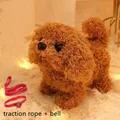 Teddy dog