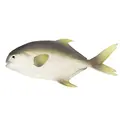 Whit Grey Butterfish
